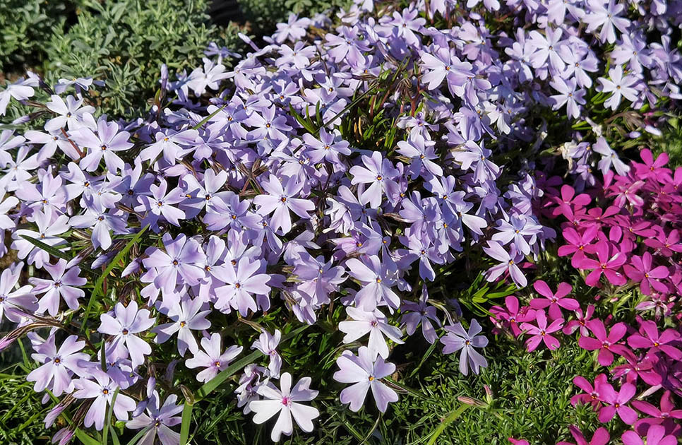Phlox subulata 'Emerald Cushion blue'